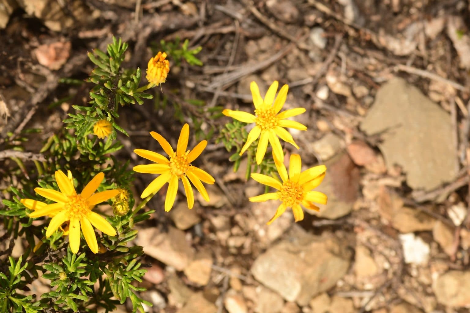 Yellow damianita flowers on rocky ground