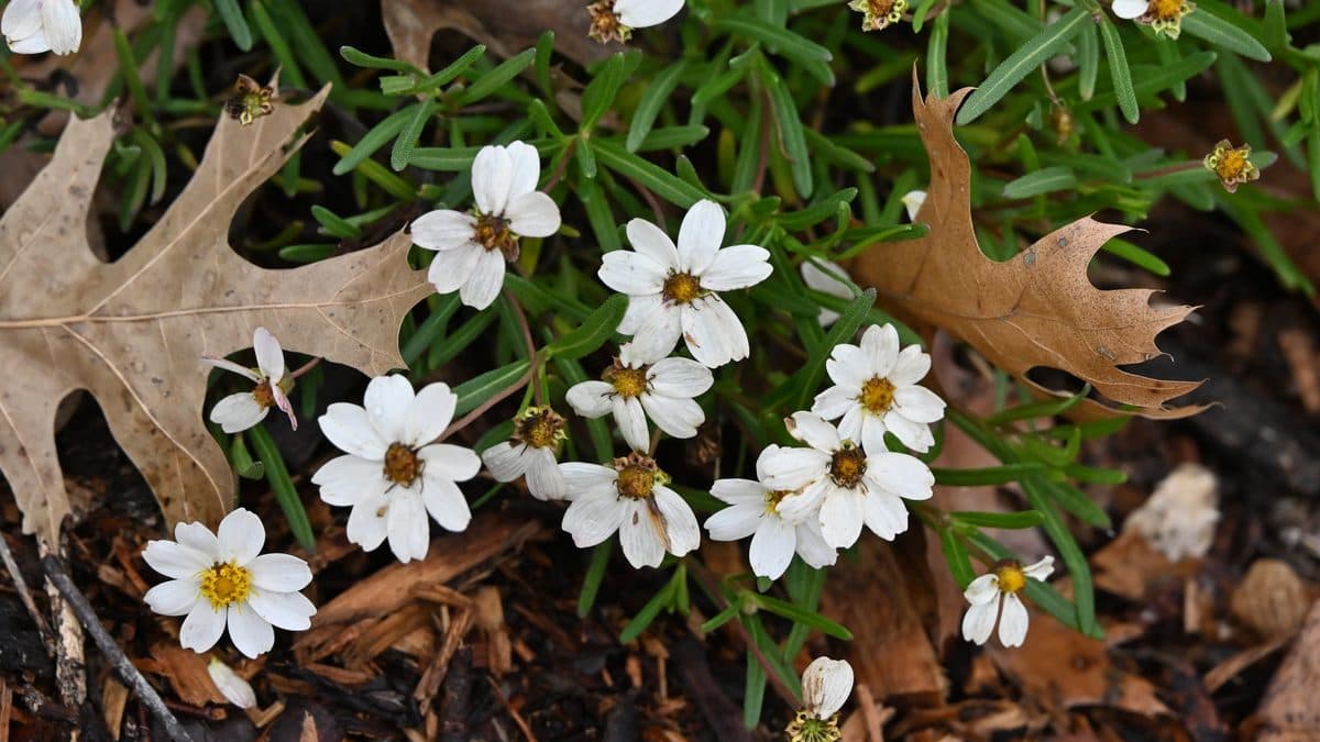 A low mound of white blackfoot daisy flowers