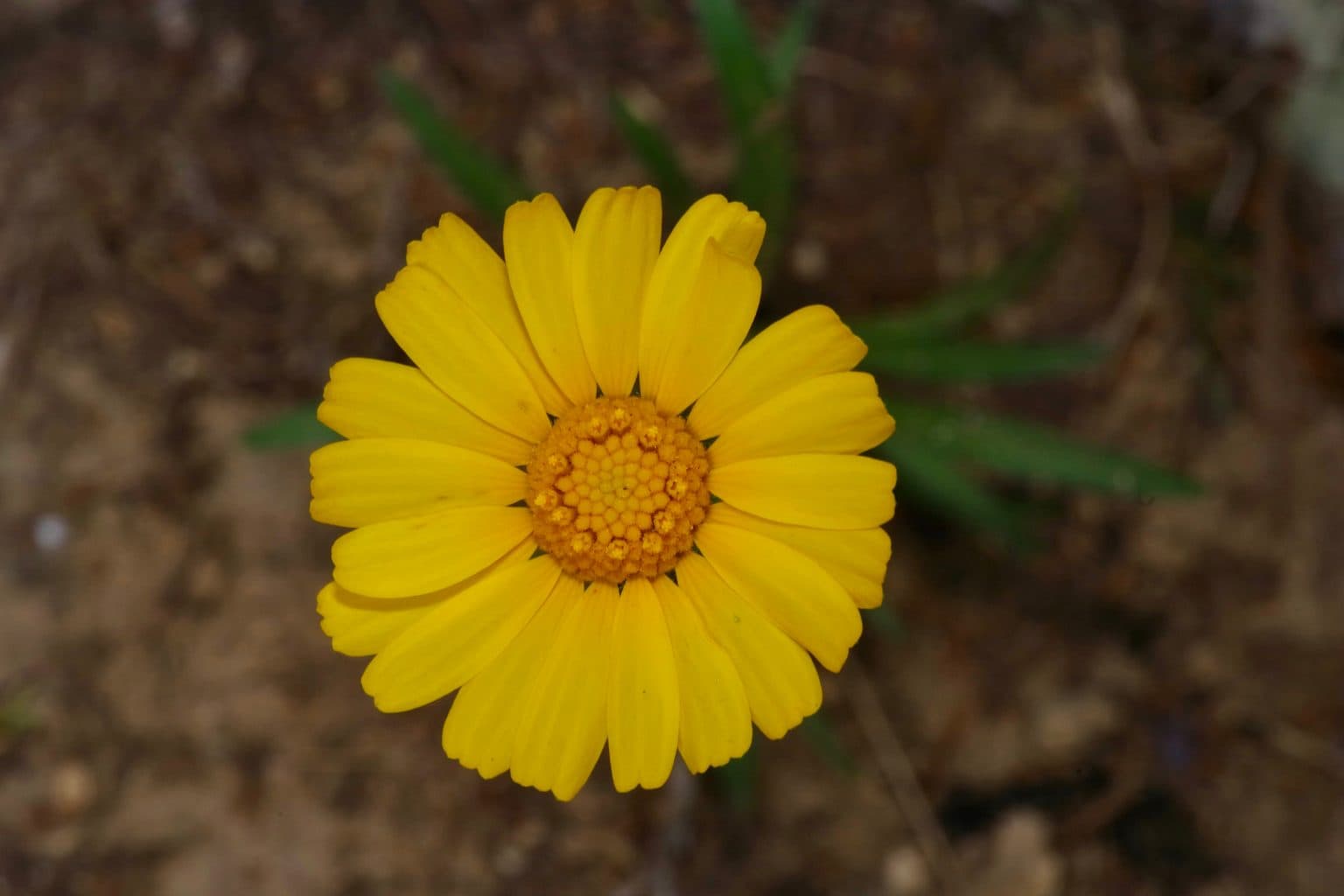 A yellow four-nerve daisy flower facing up from bare soil