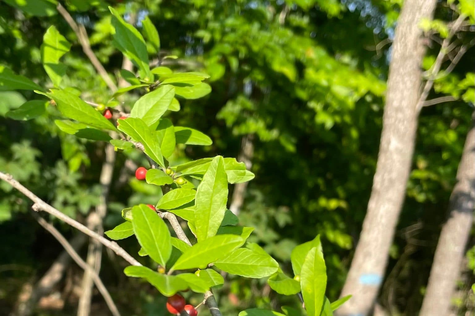 A possumhaw holly branch with small red berries and fresh green leaves at a woodland edge