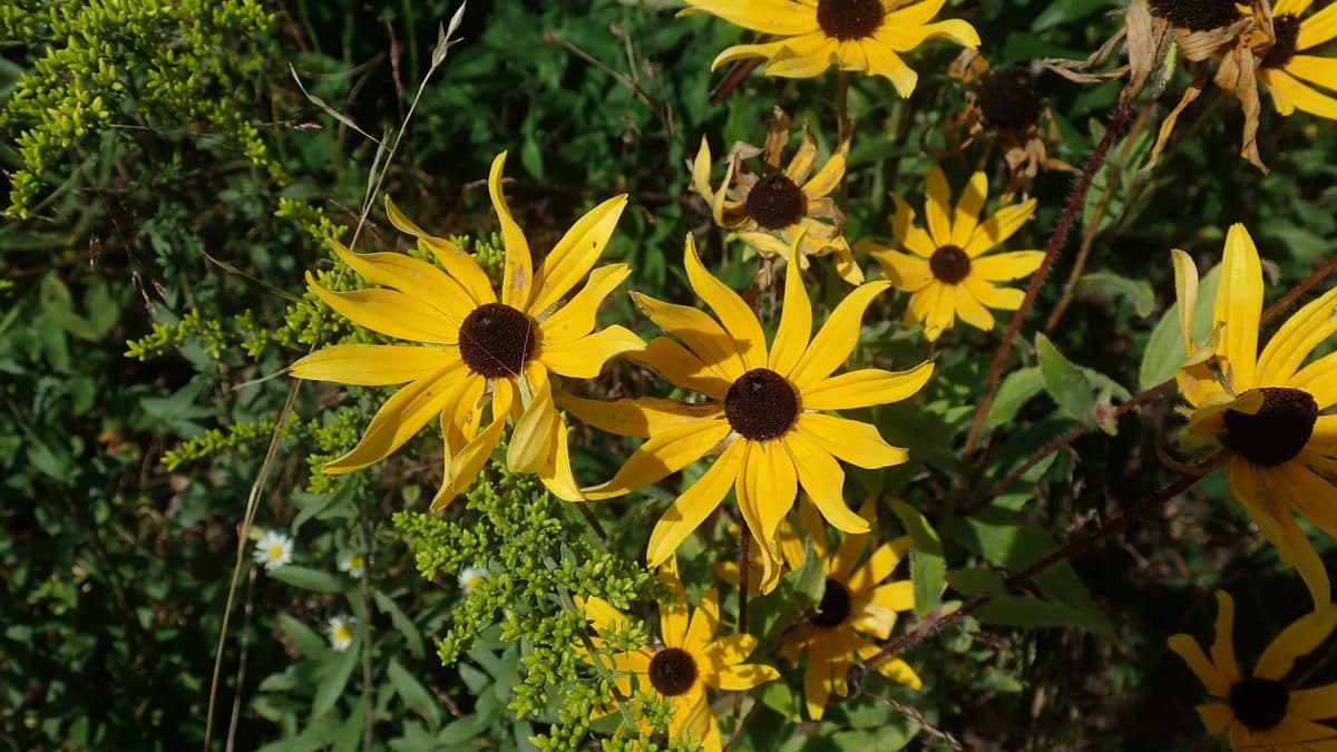 Black-eyed Susan flowers with dark centers