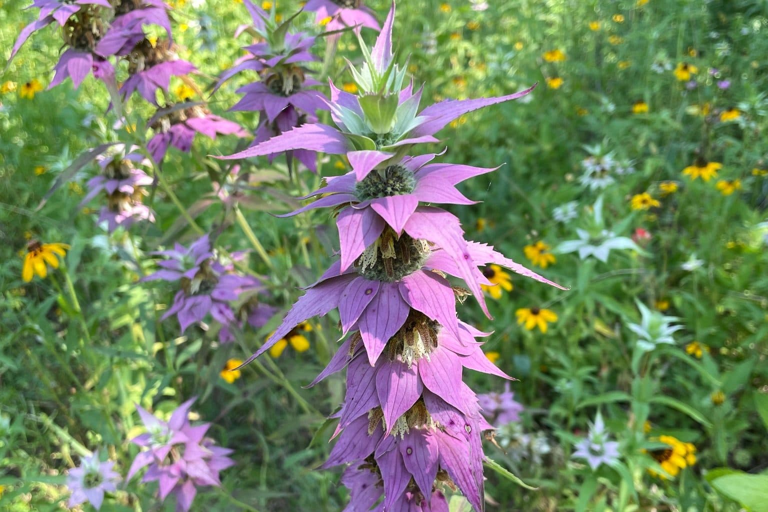A spotted beebalm stalk with pink bracts in a wildflower meadow
