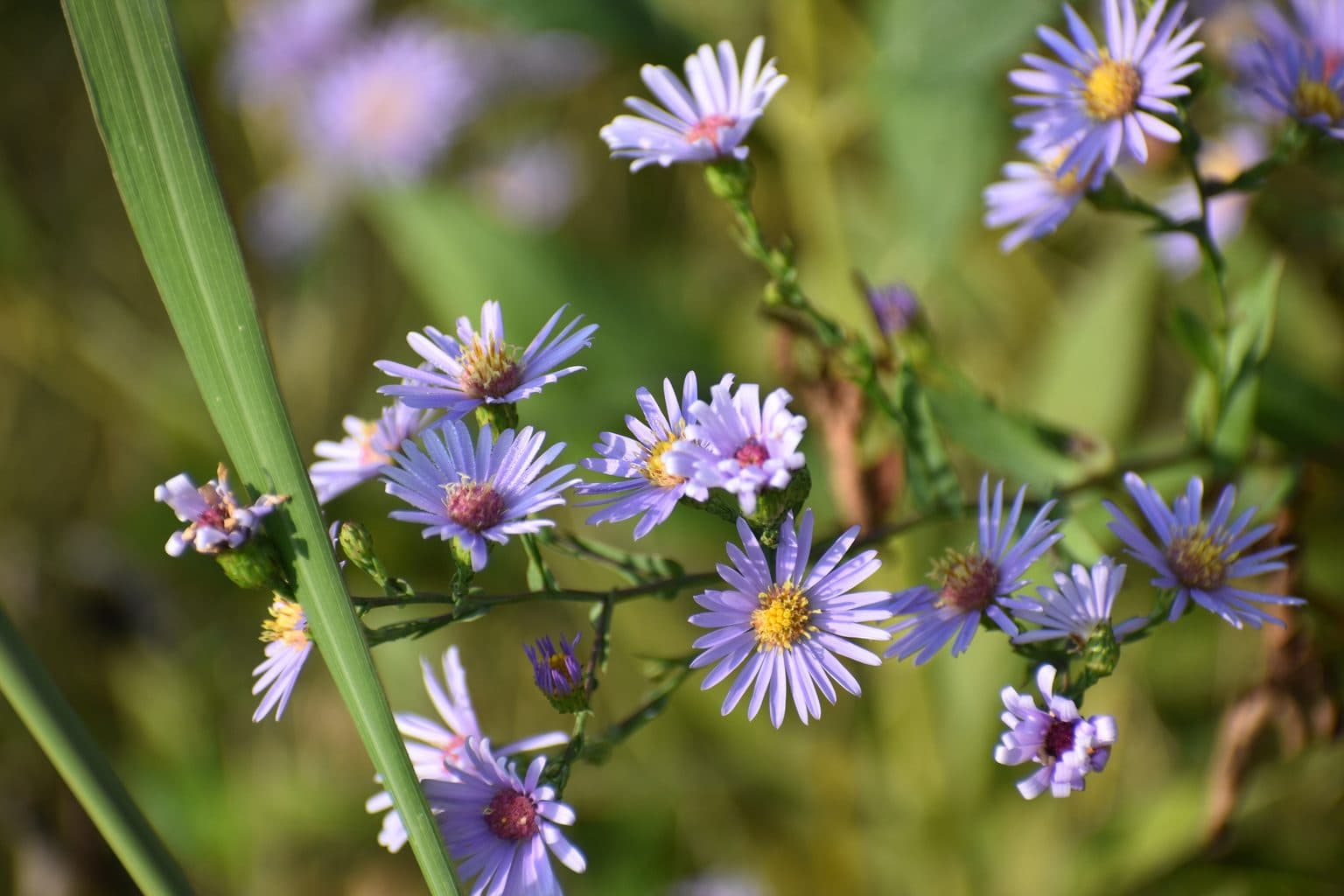 Pale blue smooth aster flowers with yellow centers
