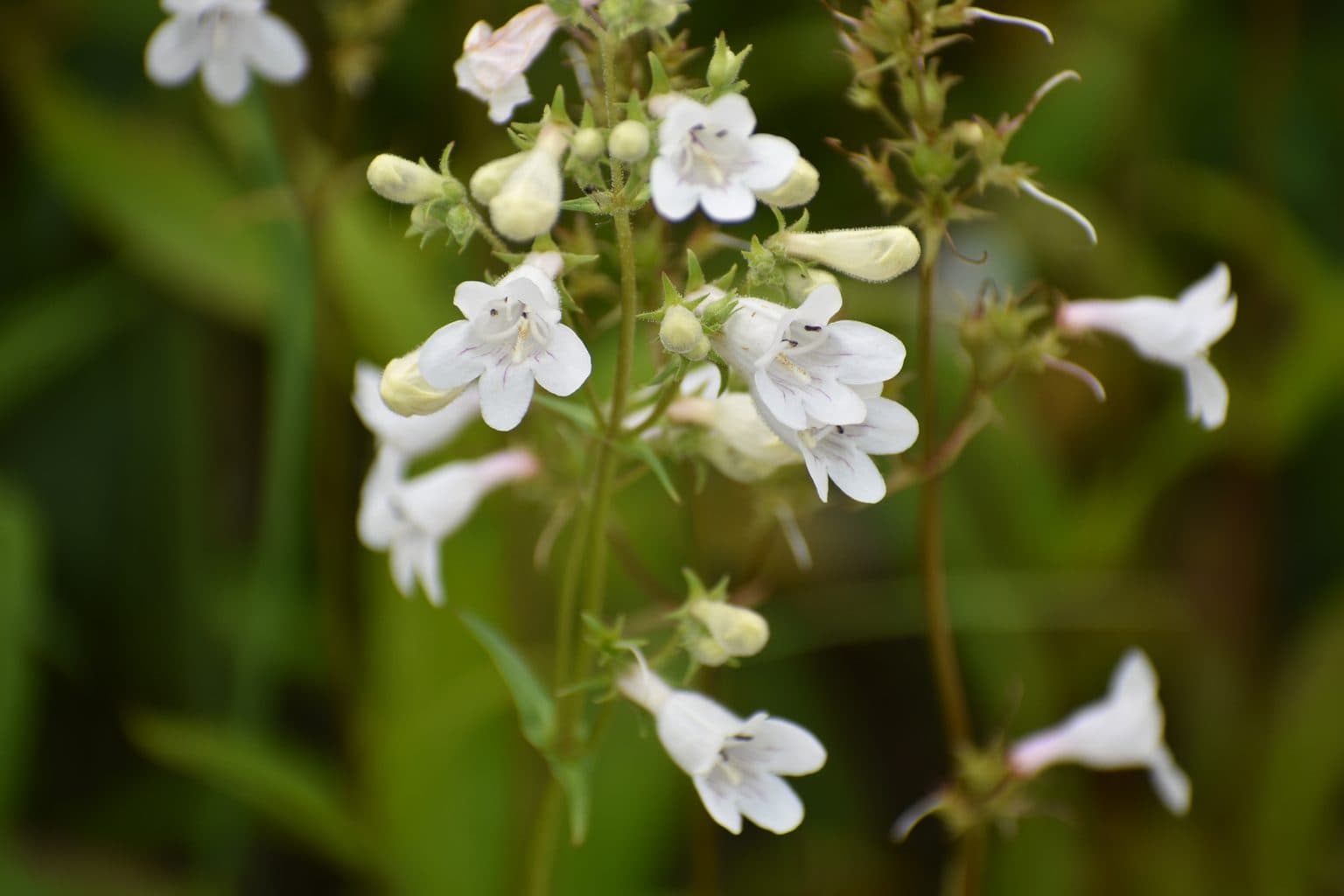 White foxglove beardtongue flowers
