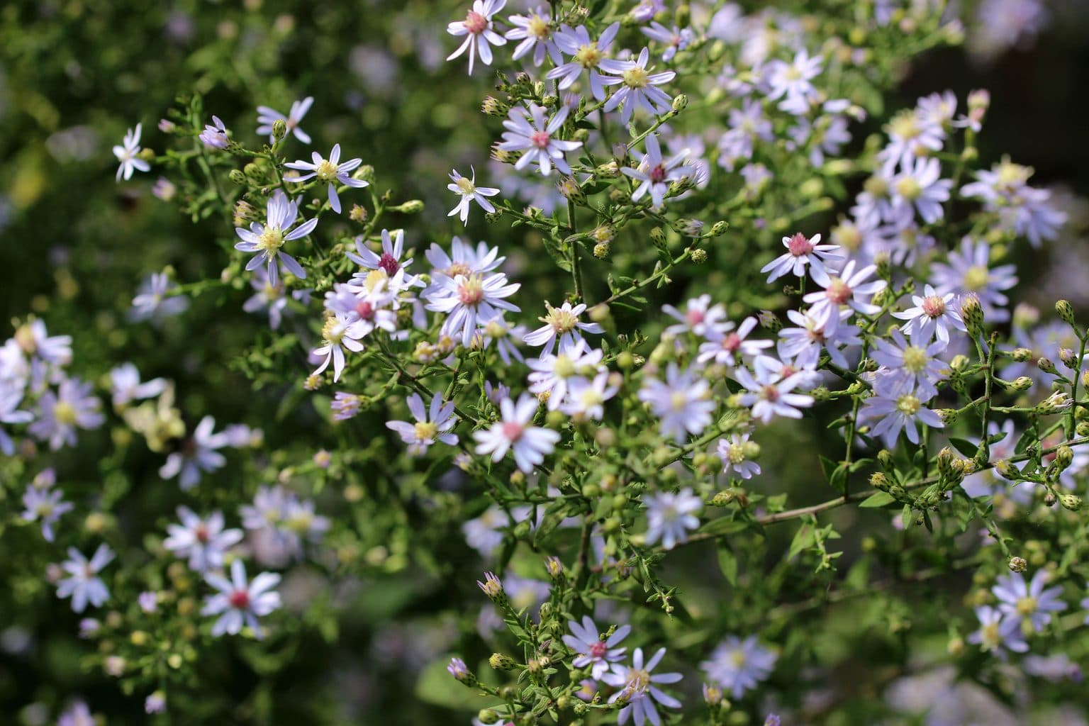 A spray of pale blue wood aster flowers