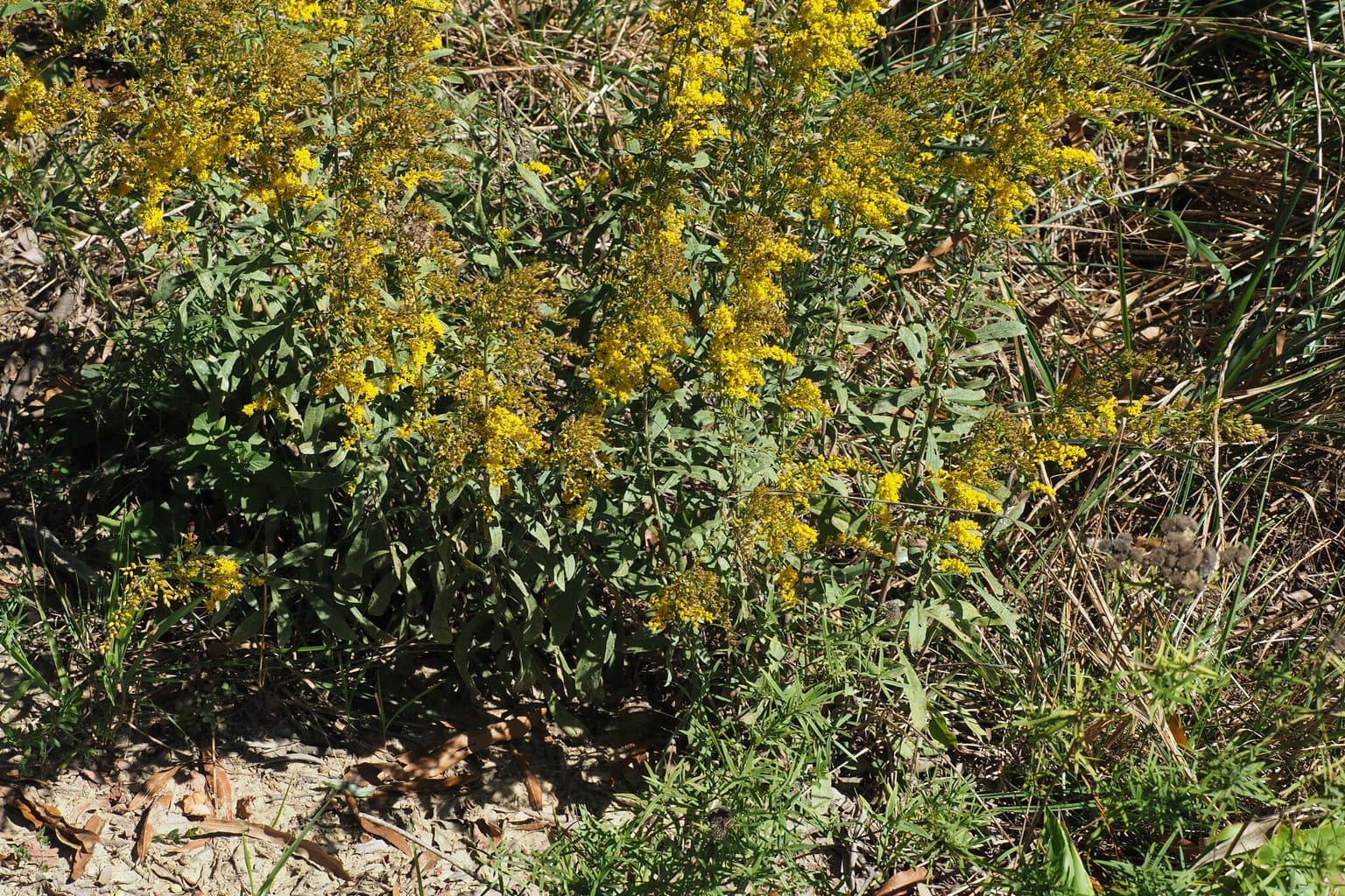 A stand of gray goldenrod with yellow flower plumes