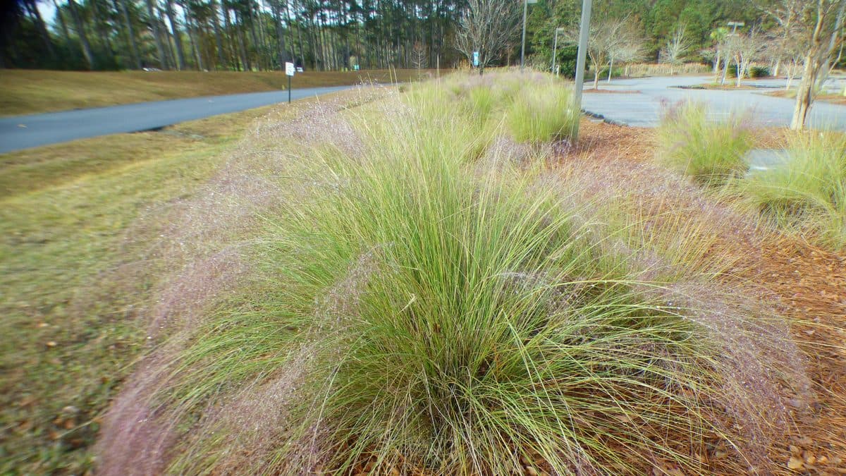 Clumps of gulf muhly grass with faint pink plumes along a planted median