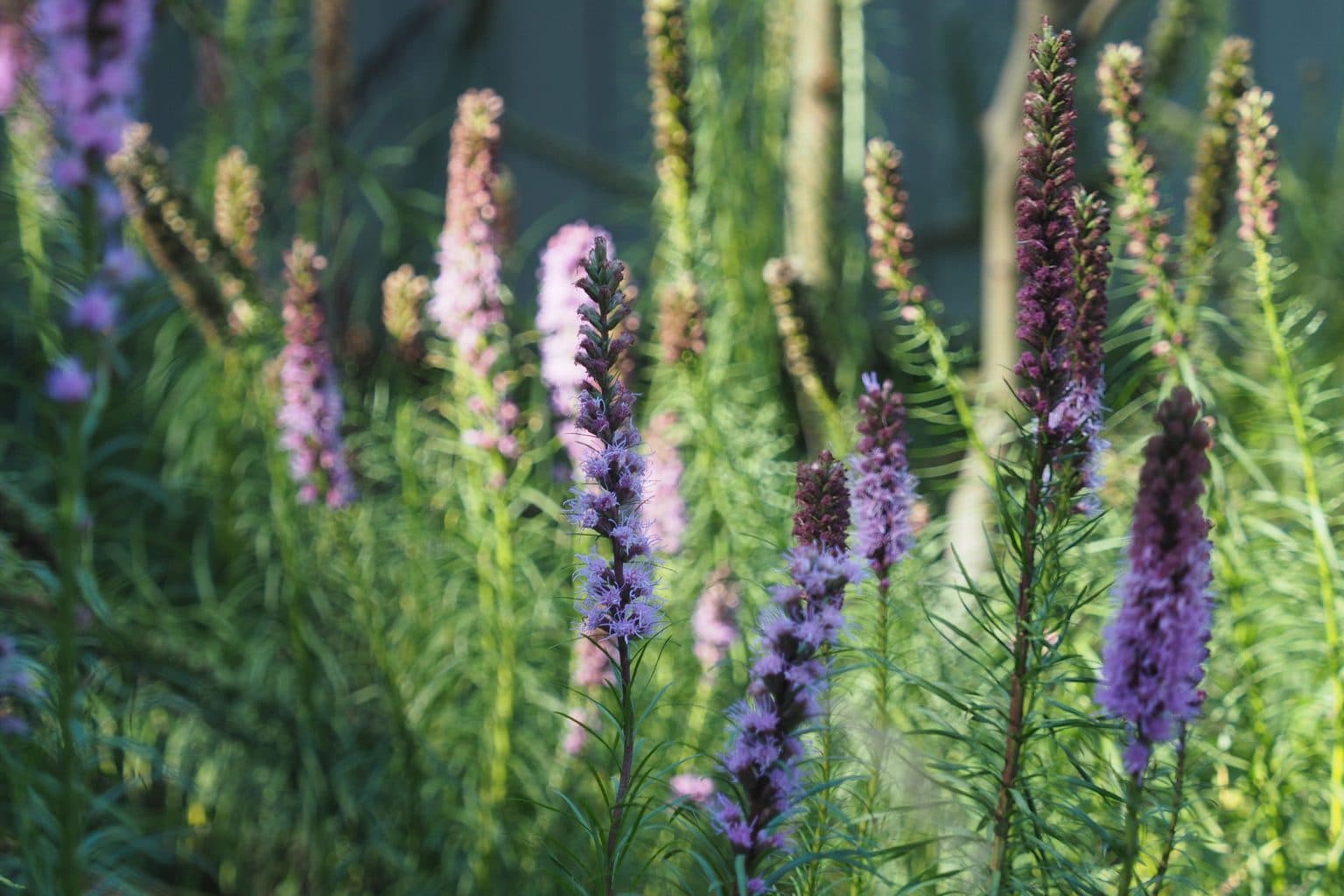 Purple and pink dense blazing star spikes in a garden