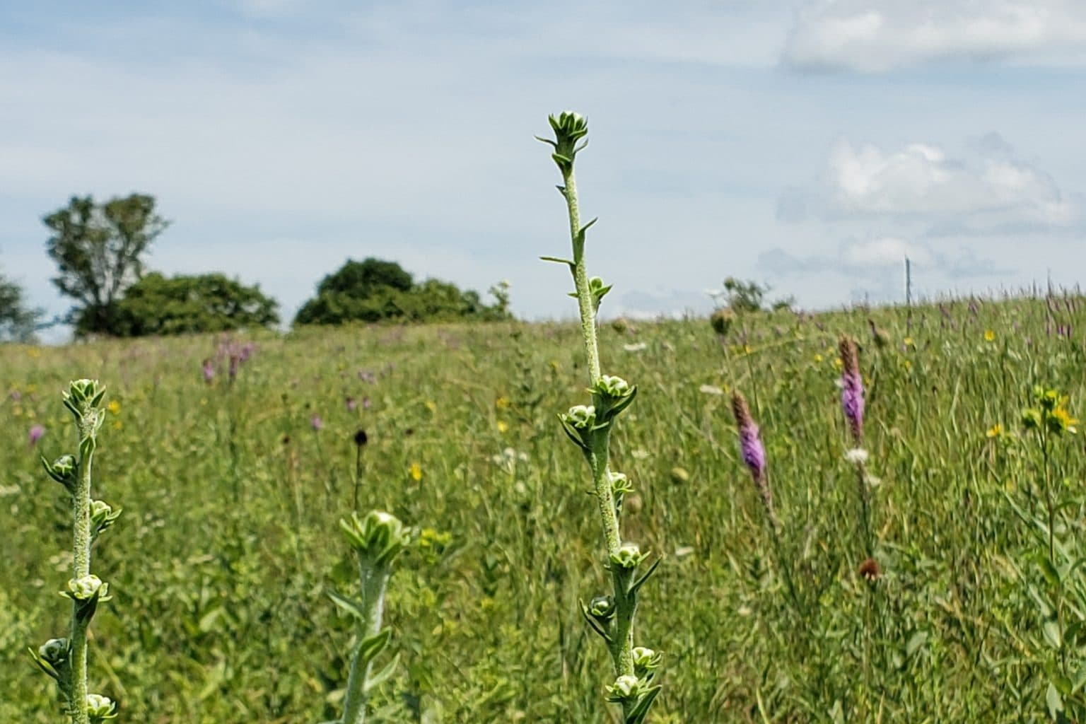 Rough blazing star stems in bud in a prairie under a blue sky