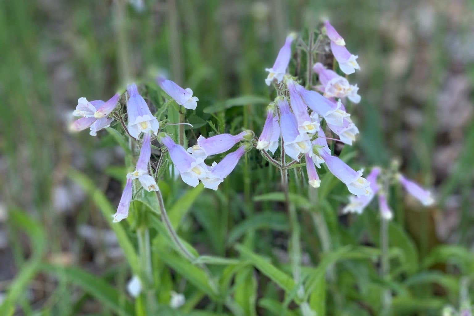 Pale lavender hairy beardtongue flowers