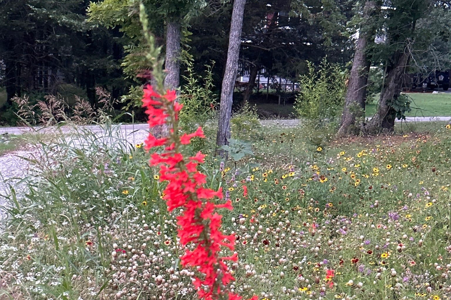 A red standing cypress spike in a wildflower planting