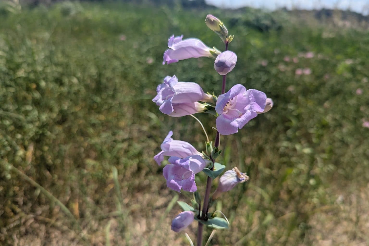 Lavender large beardtongue flowers on an upright stem