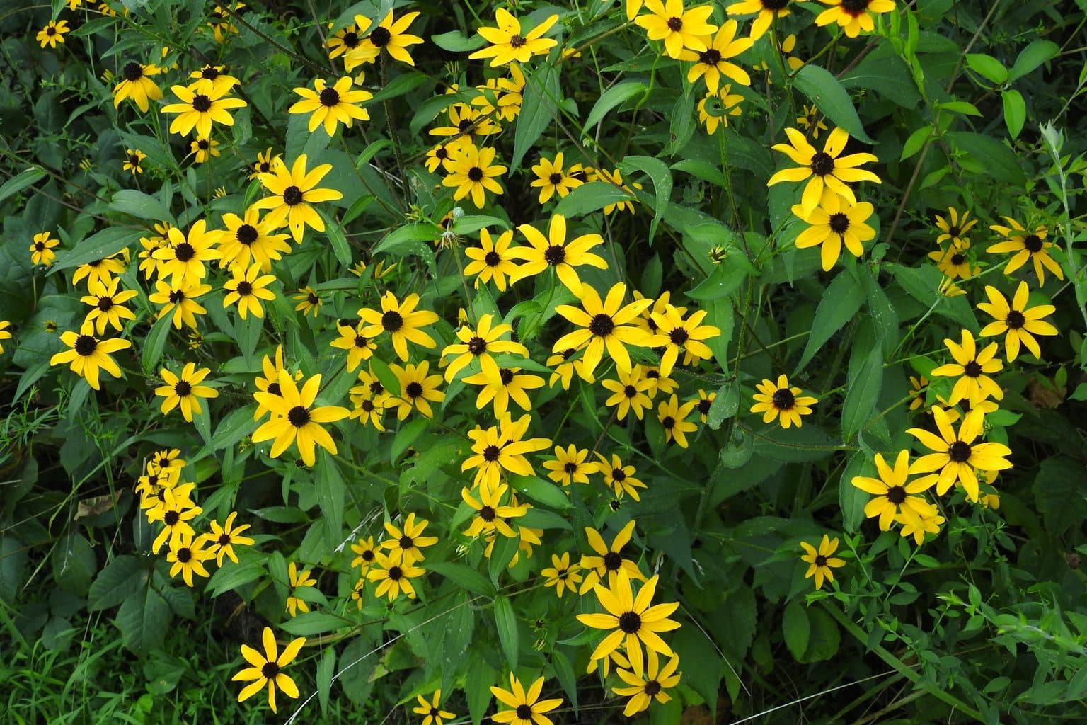 A mass of yellow brown-eyed Susan flowers