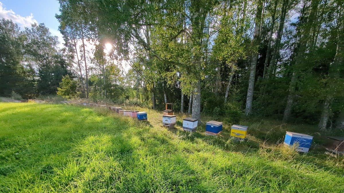 A row of about a dozen painted wooden beehive boxes standing in long grass at the edge of a stand of birch trees