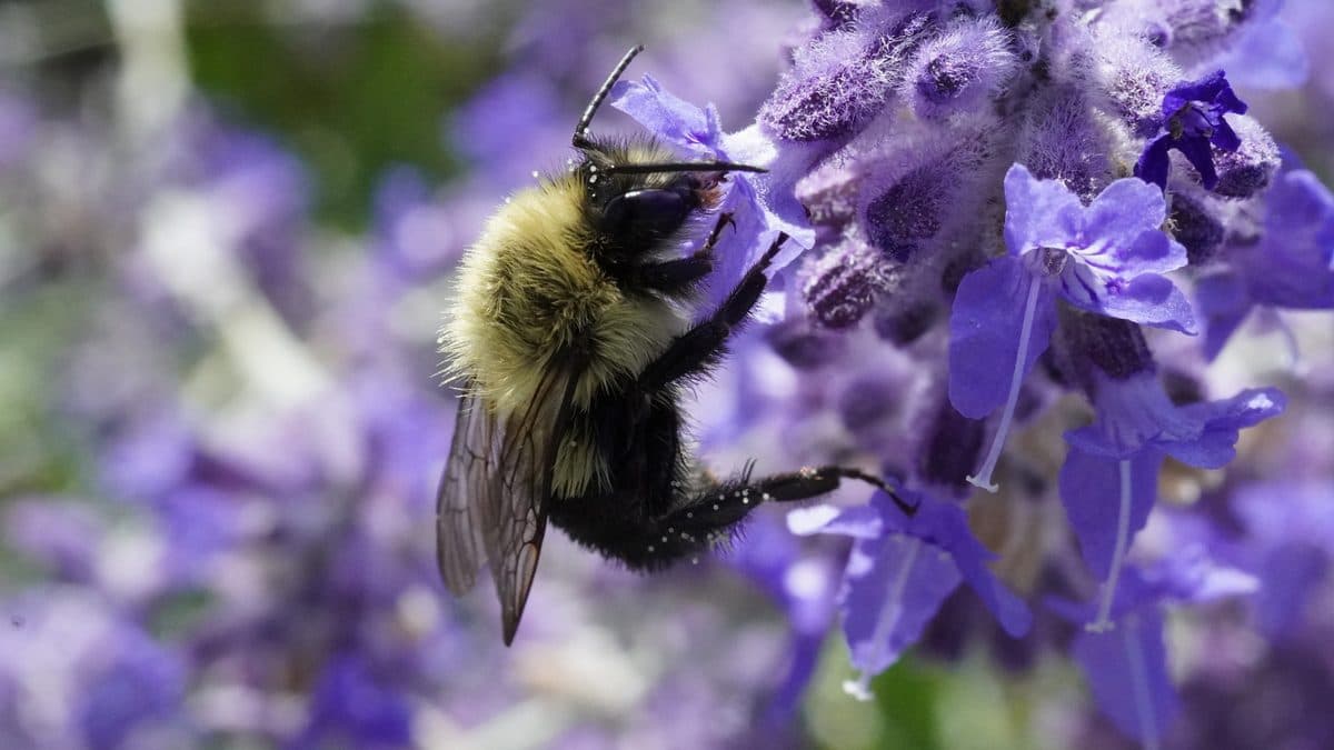 A yellow and black bumble bee gripping a spike of small purple flowers