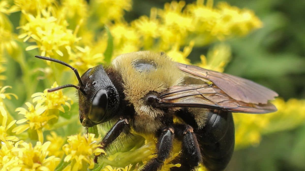 A large stout bee with a shiny black abdomen and fuzzy yellow thorax feeding on bright yellow goldenrod