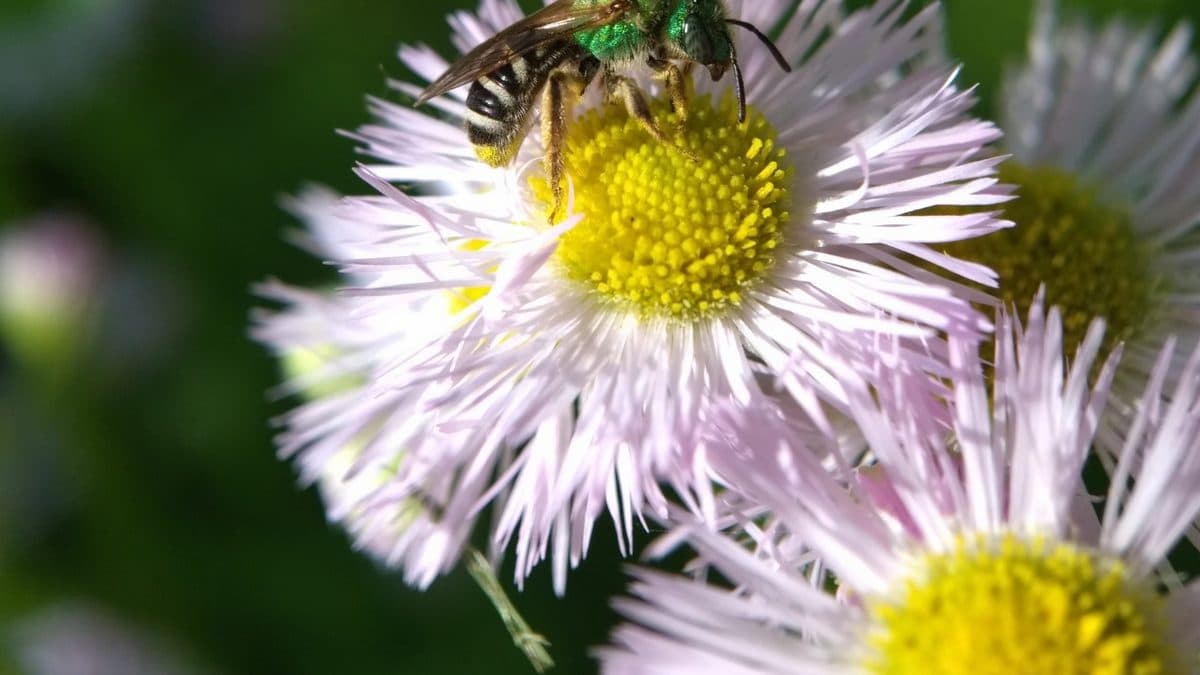 A metallic green bee with dark legs feeding at the yellow centre of a pale pink fleabane flower