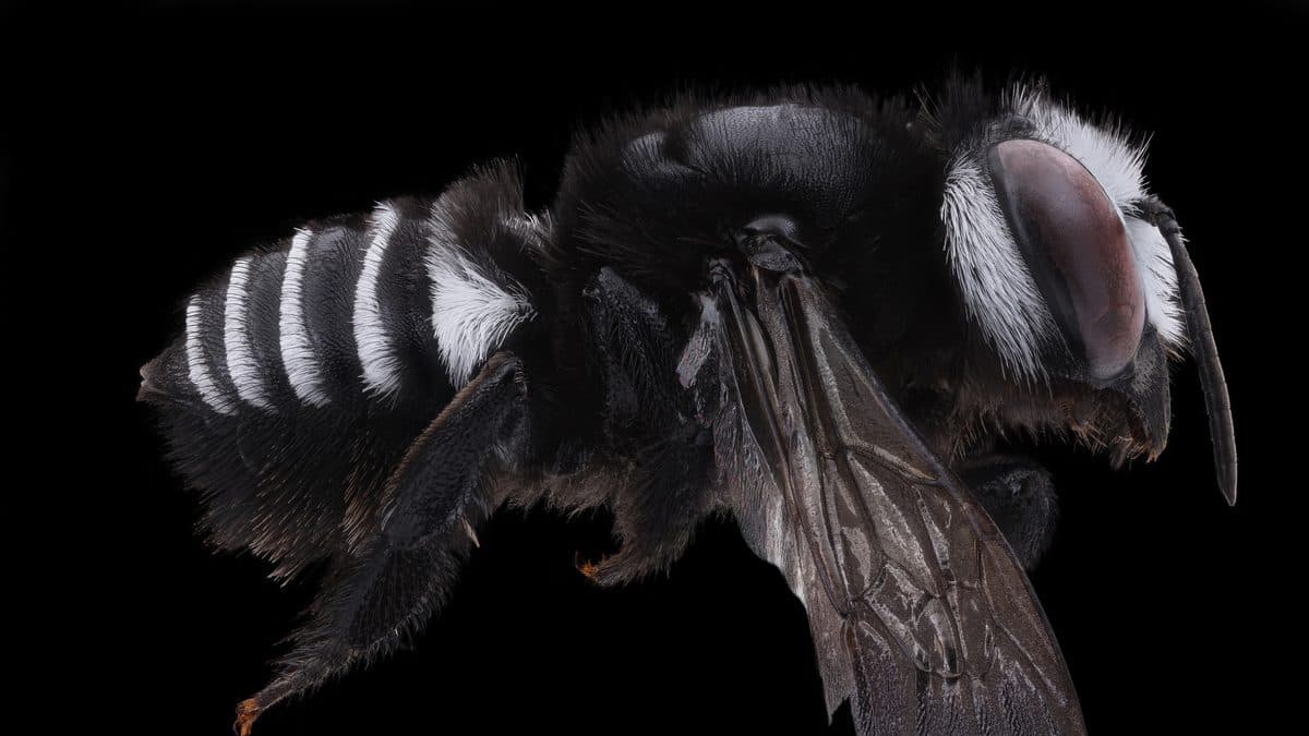 A studio photograph against black of a stout black bee with bright white bands across its abdomen
