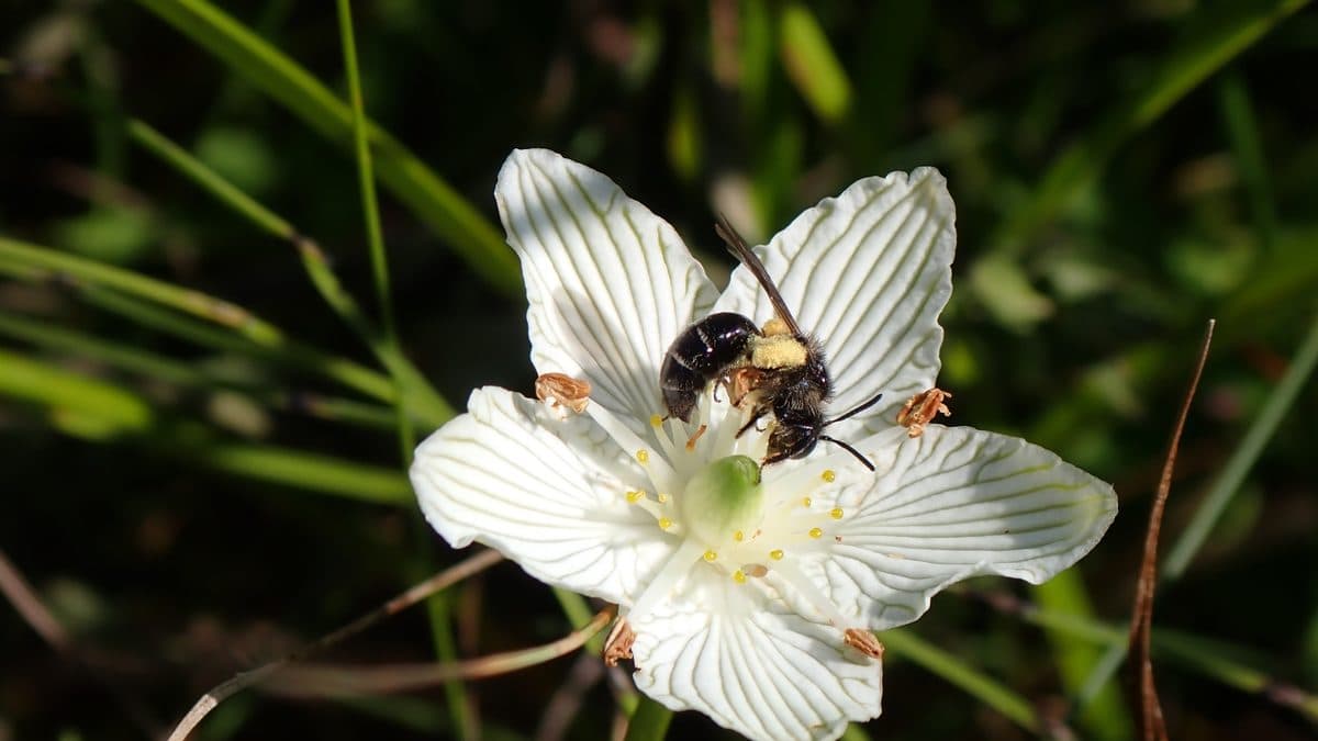 A small dark bee with pale bands resting on a white five-petalled flower against a dark background