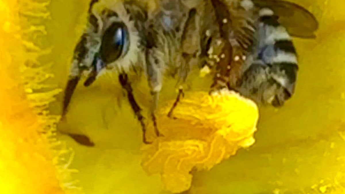 A pollen-covered bee pressed into the base of a yellow squash blossom