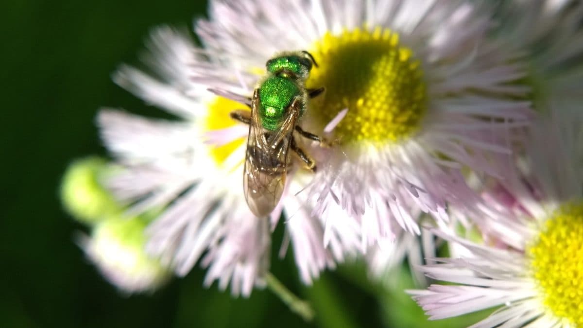 A small metallic green bee with a striped abdomen feeding at the yellow center of a pale fleabane flower