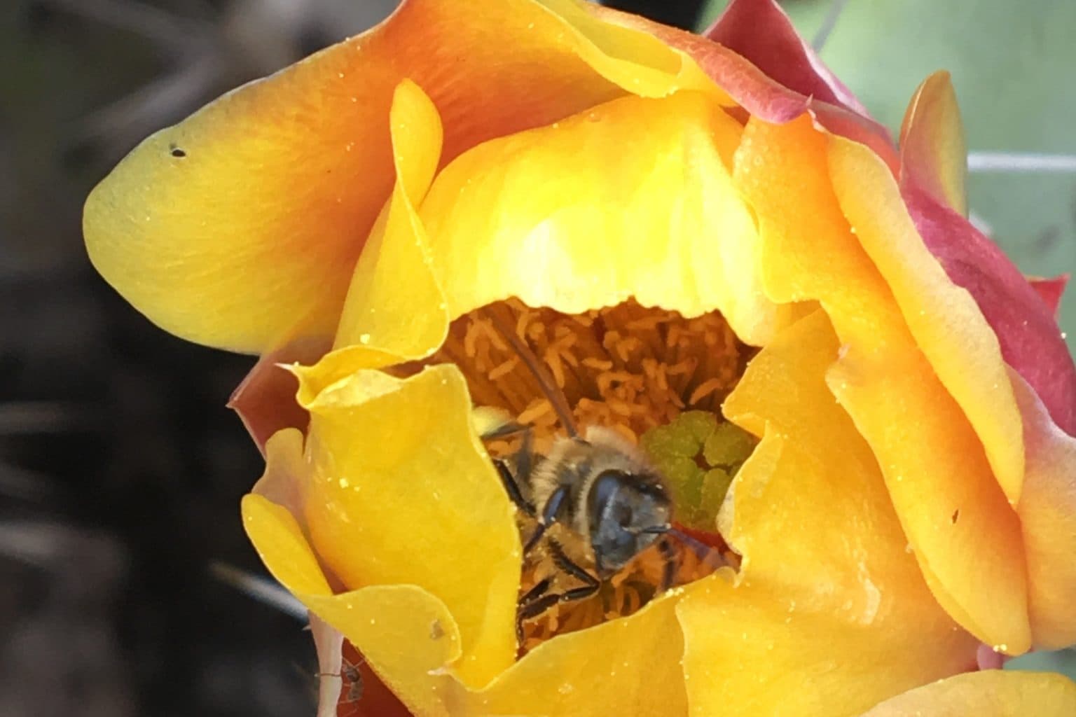 A honey bee covered in pollen deep inside an open yellow and orange prickly pear cactus flower