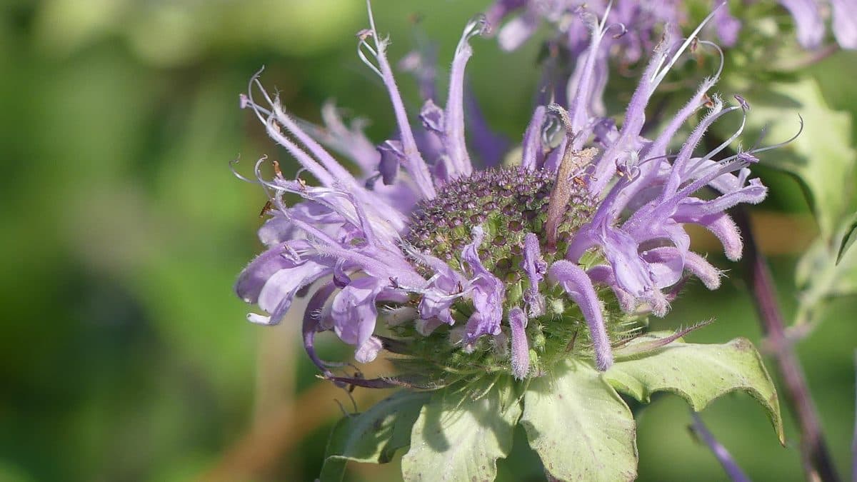 A single wild bergamot flower head with shaggy pale lavender petals above green leaves