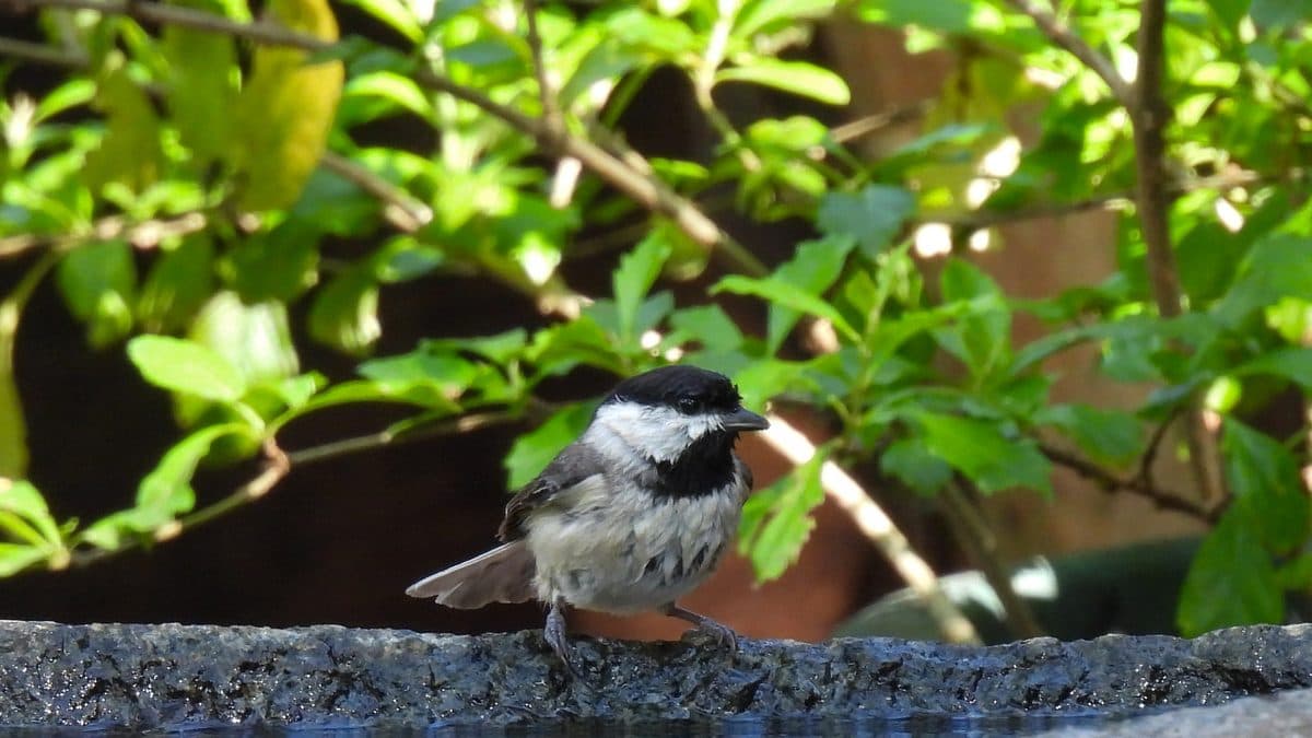 A small grey and white bird with a black cap and bib perched on the rim of a blue birdbath among green leaves