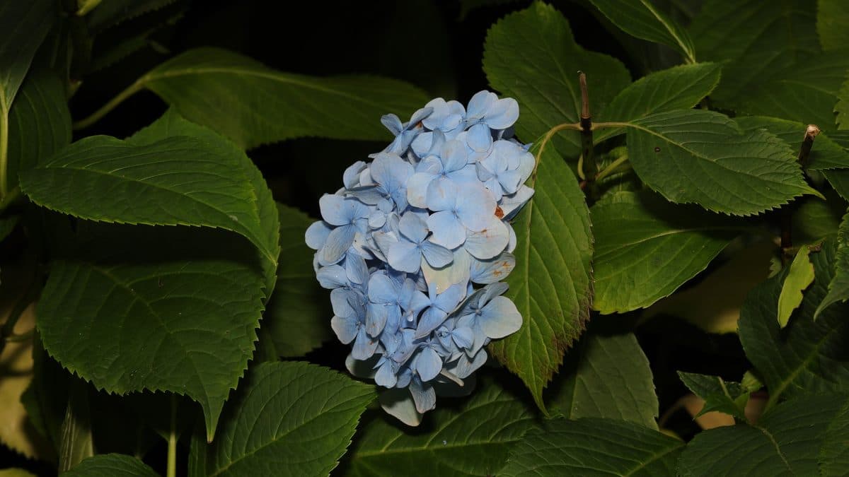 A pale blue mophead hydrangea flower cluster surrounded by dark green serrated leaves