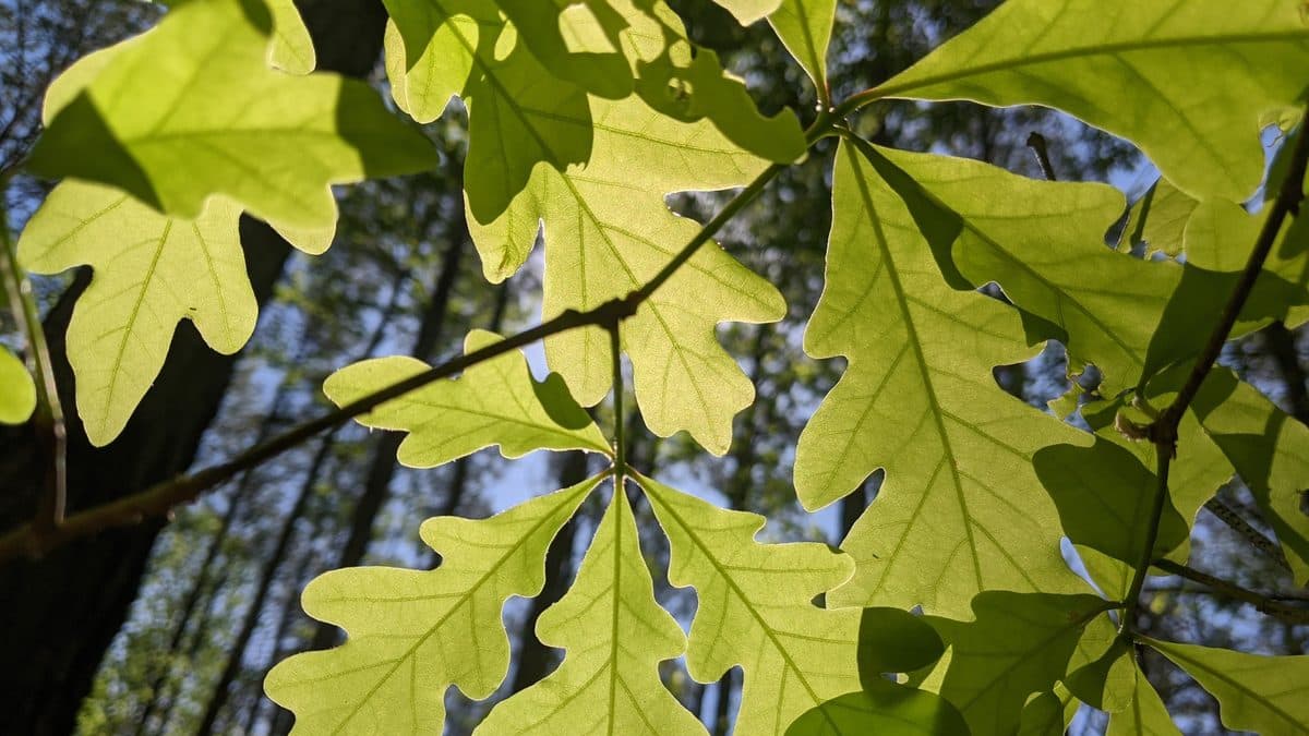 Backlit pale green oak leaves seen from below, several with irregular holes chewed through them