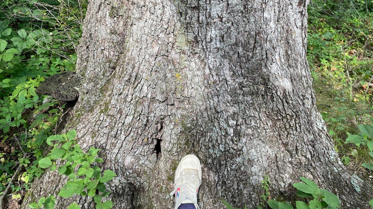 The broad buttressed trunk of a large mature oak tree with a person's shoe at its base for scale