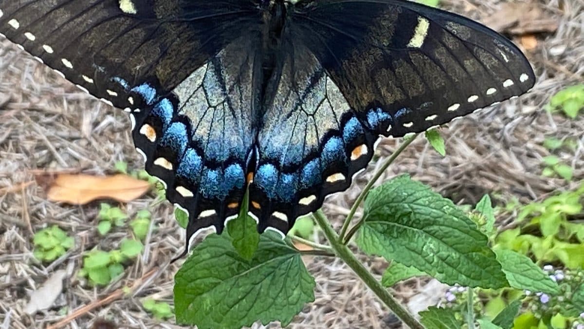 A large dark butterfly with rows of blue scales along its hindwings resting with wings open on a green leaf