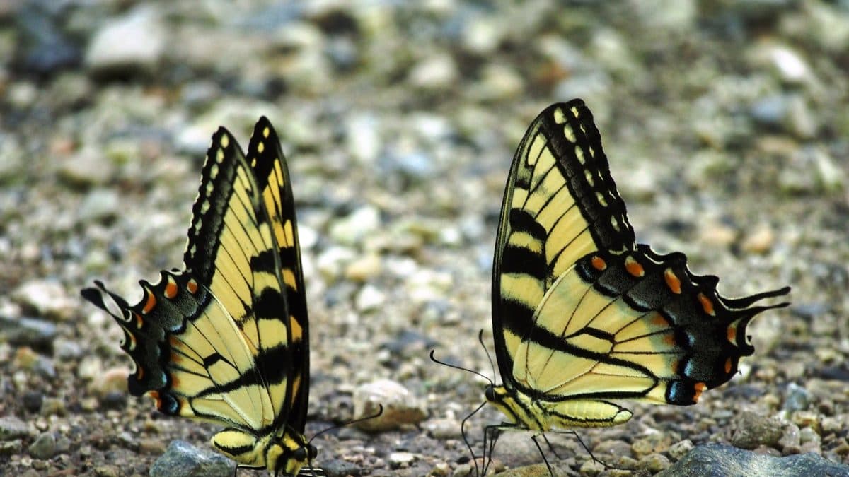 Two yellow and black striped swallowtail butterflies with closed wings standing on pale gravel