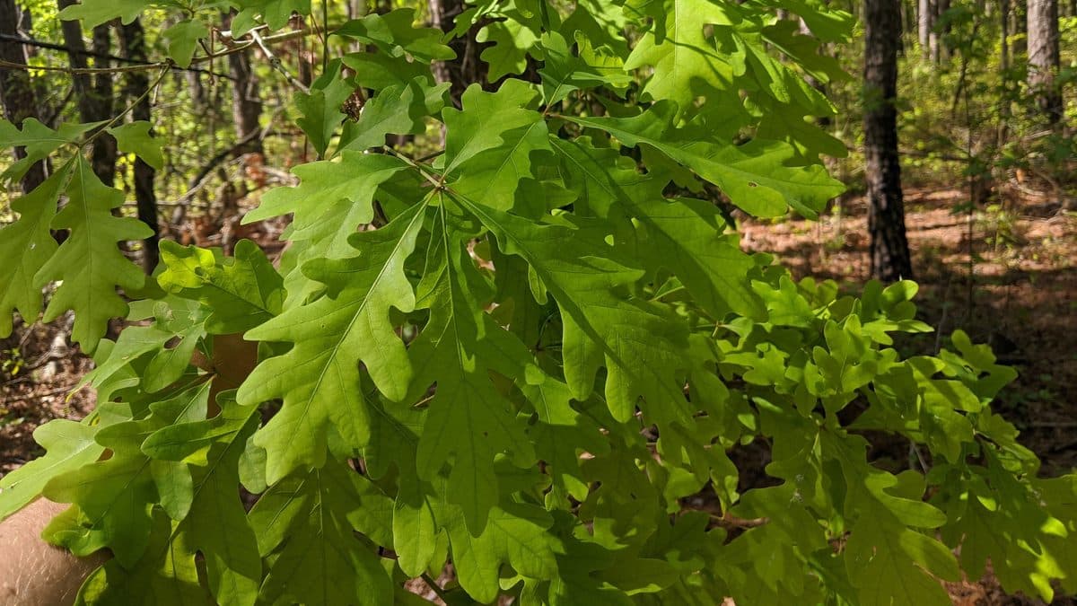 Bright green lobed oak leaves on a young tree in a sunlit woodland