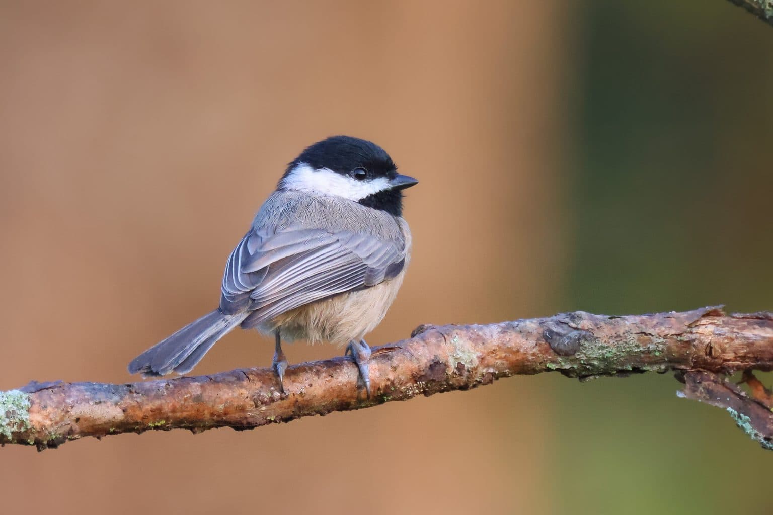 A small grey and white bird with a black cap and bib perched on a bare branch against a warm brown background