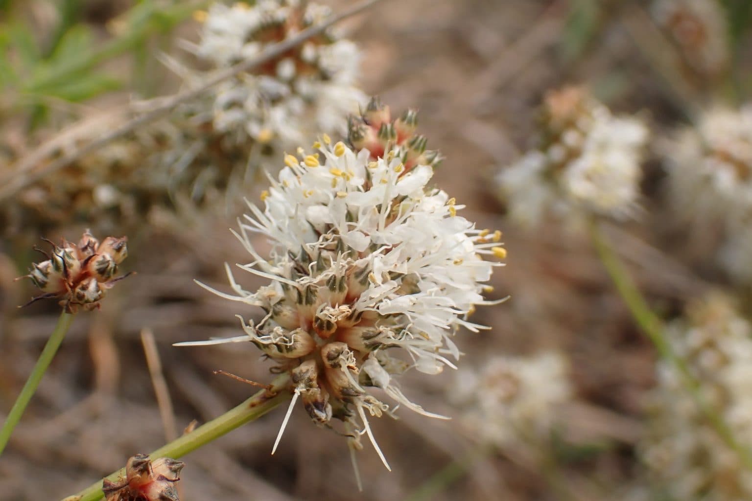 A white prairie clover flower head
