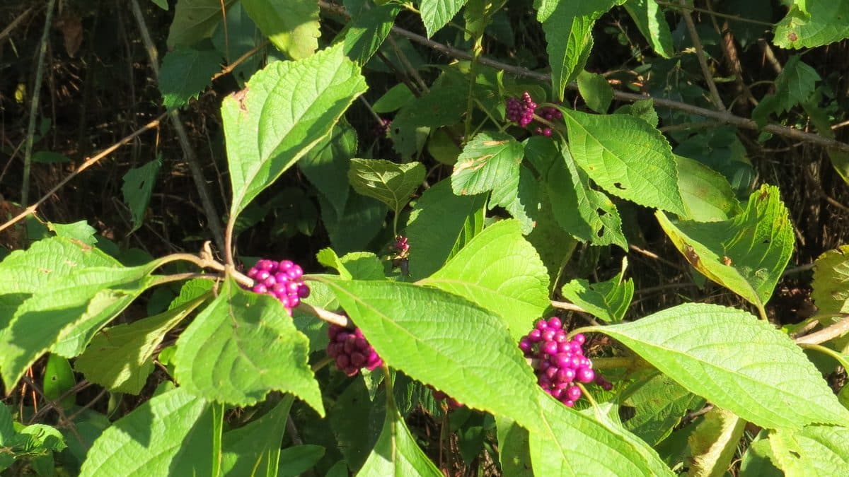 American Beautyberry with small purple berry clusters along the stems