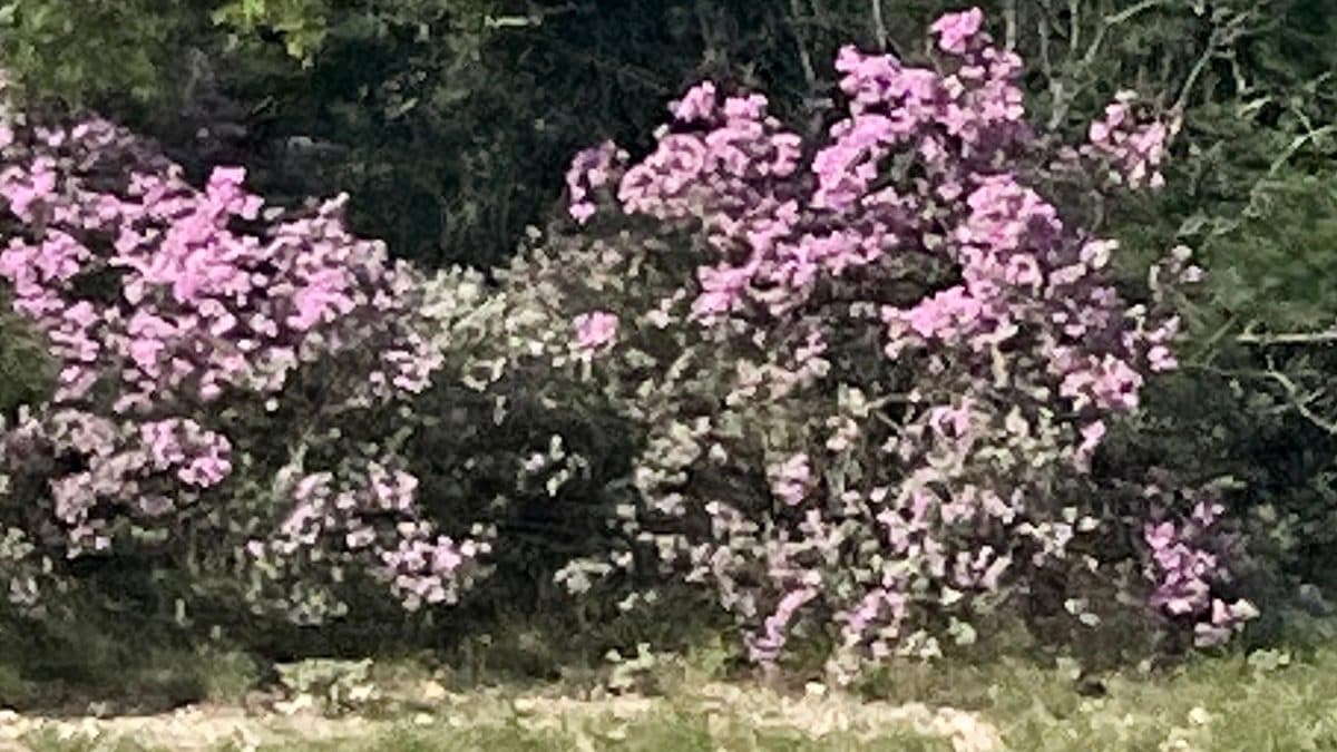 Two large rounded shrubs fully covered in small pink-purple flowers beside a grassy verge