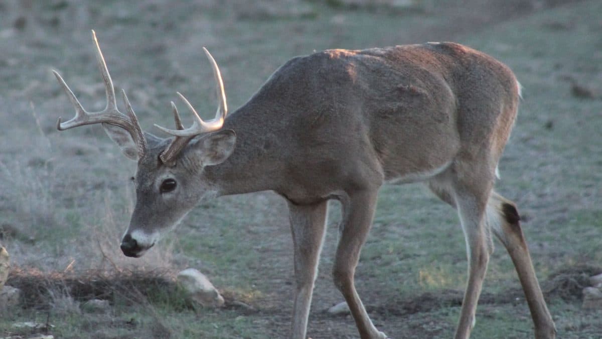 A white-tailed buck with antlers walking with its head lowered across dry grass and bare ground
