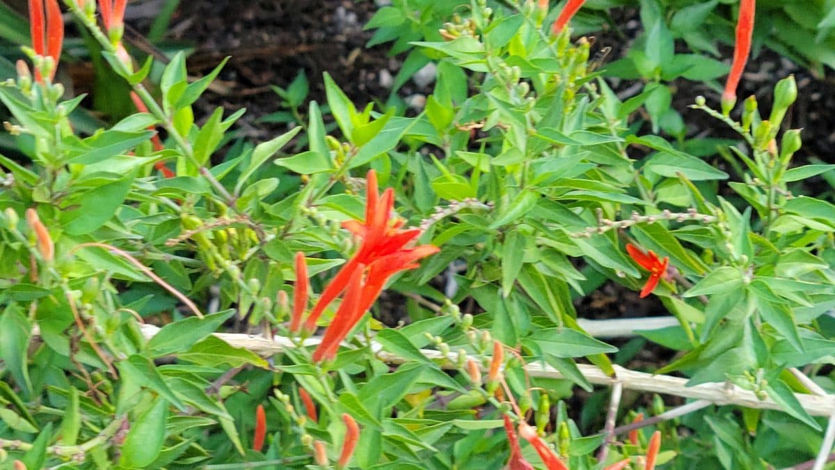 A leafy green shrub with narrow orange-red tubular flowers poking out among the foliage