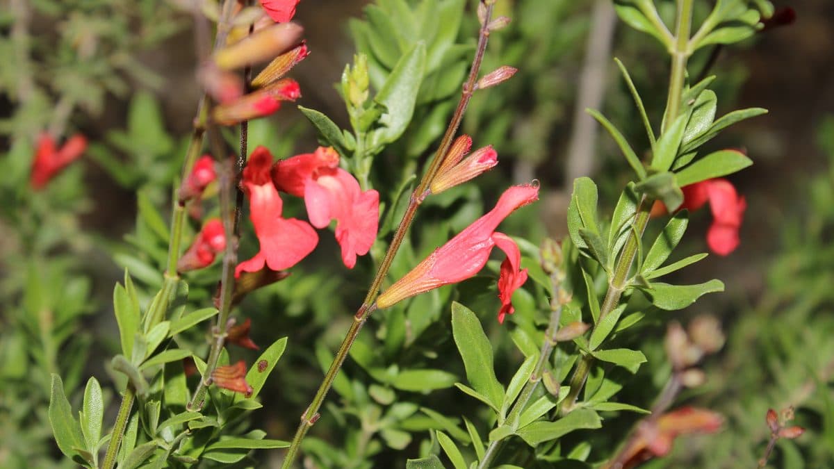 Thin green stems with narrow leaves and several red and coral two-lipped flowers, one pointing sideways
