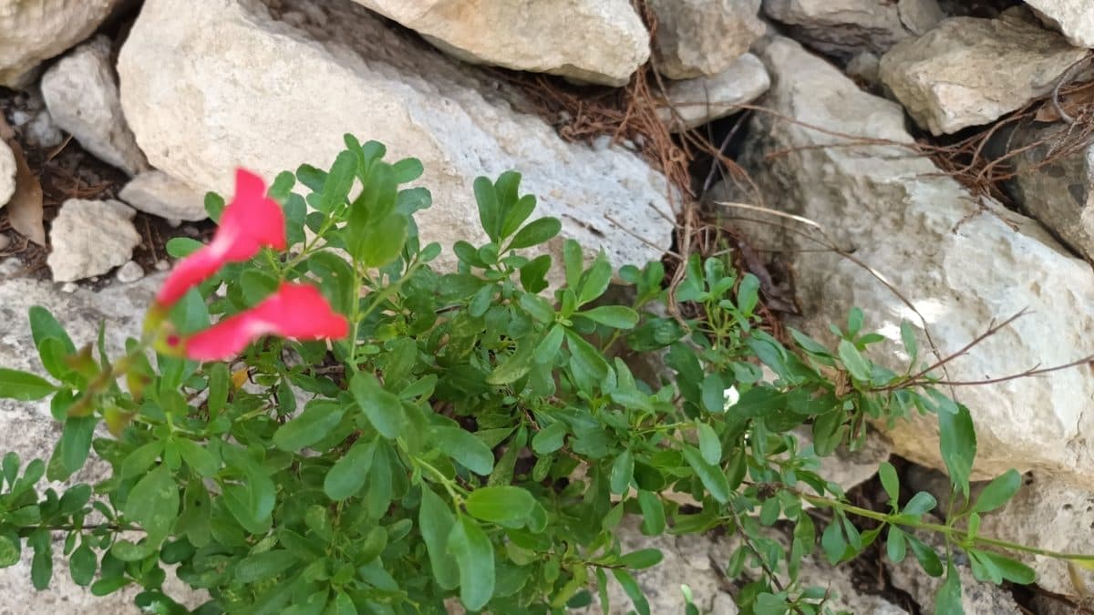 A low bush of small green leaves growing out of a crack between white limestone slabs, with two red tubular flowers