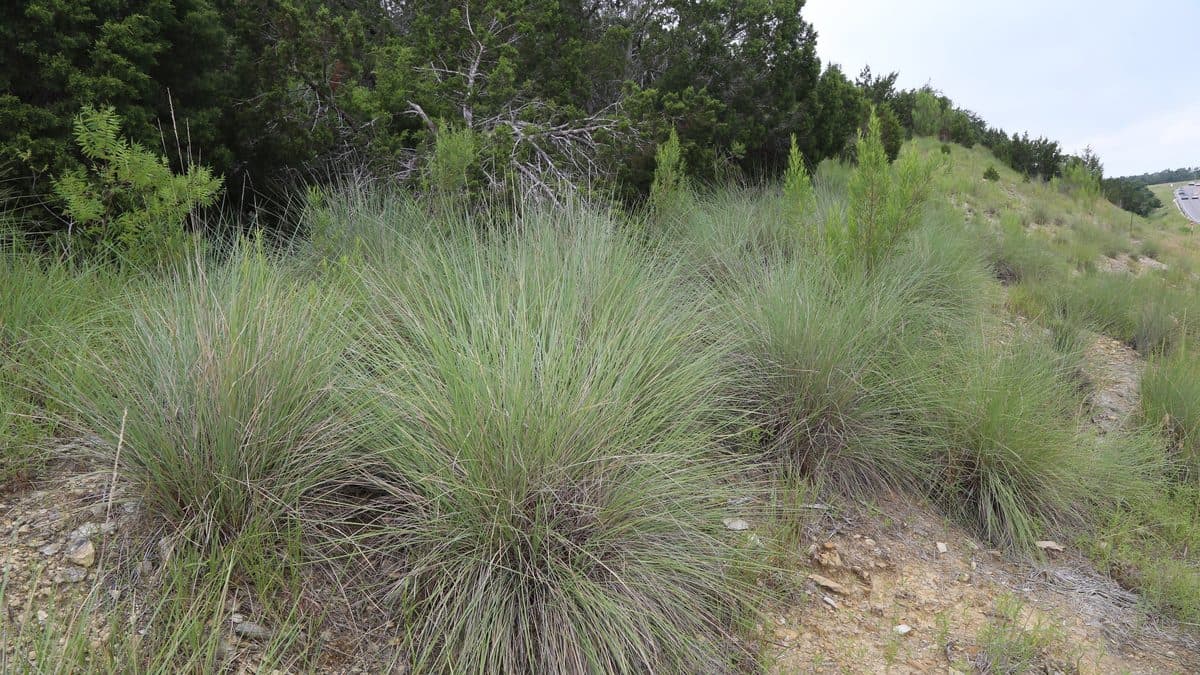 Several rounded clumps of fine gray-green grass on a rocky slope under scattered trees
