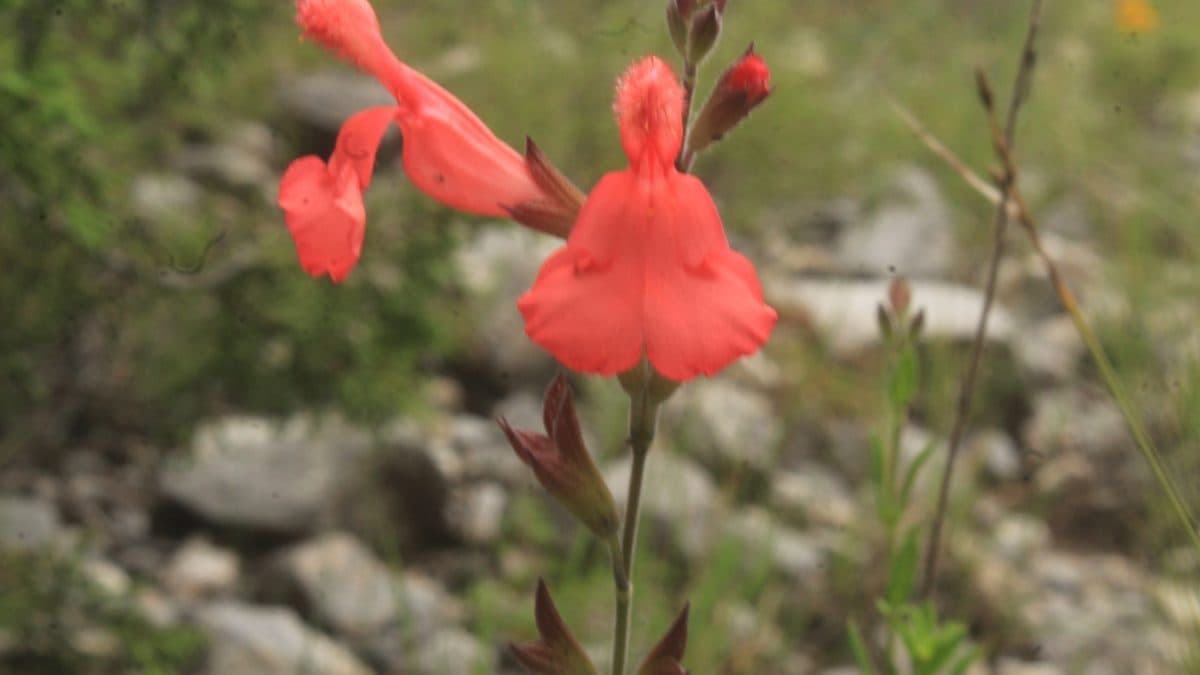 A single orange-red tubular flower on a thin stem above a rocky, gravelly slope