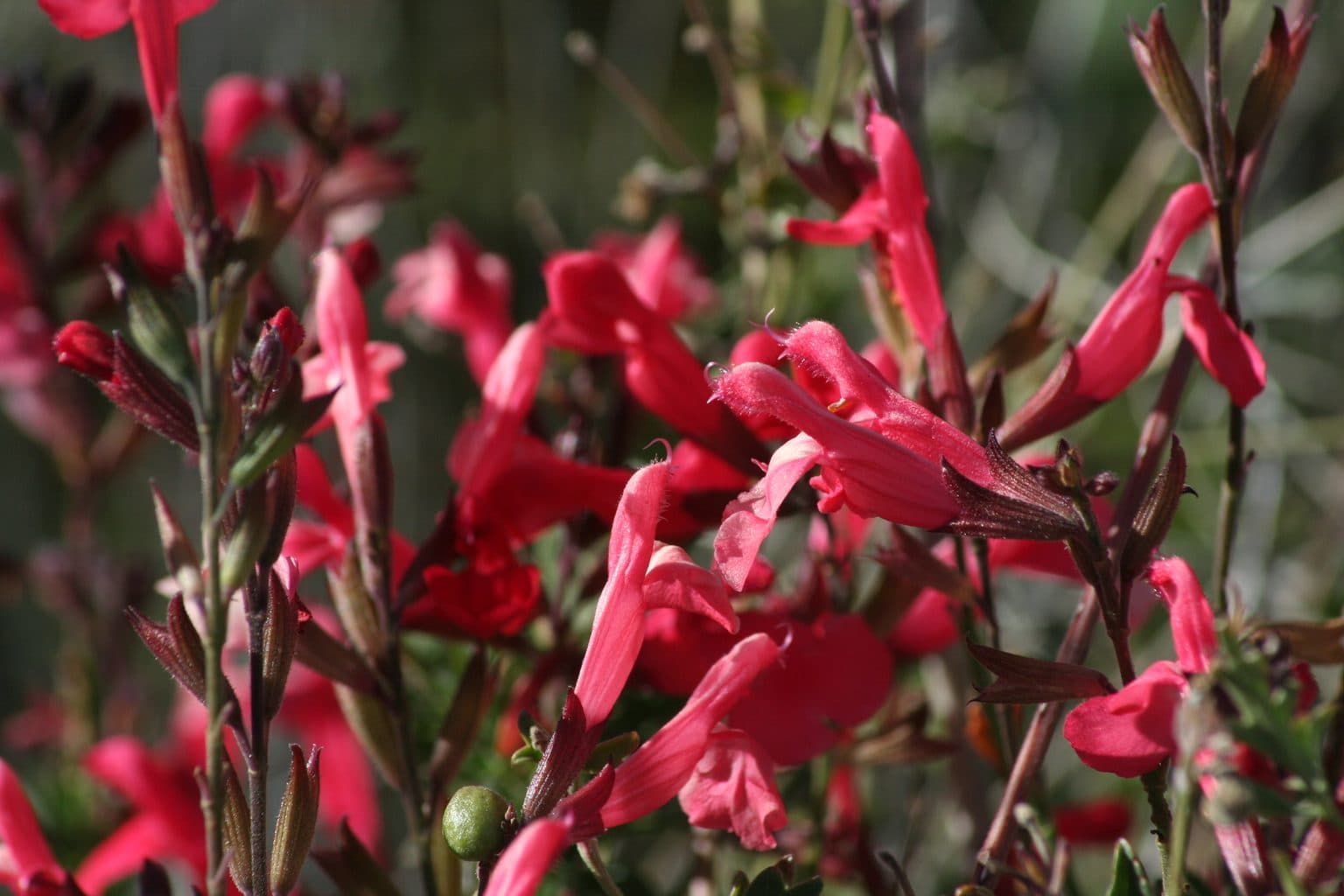A dense mass of bright red tubular autumn sage flowers on thin stems among small green leaves