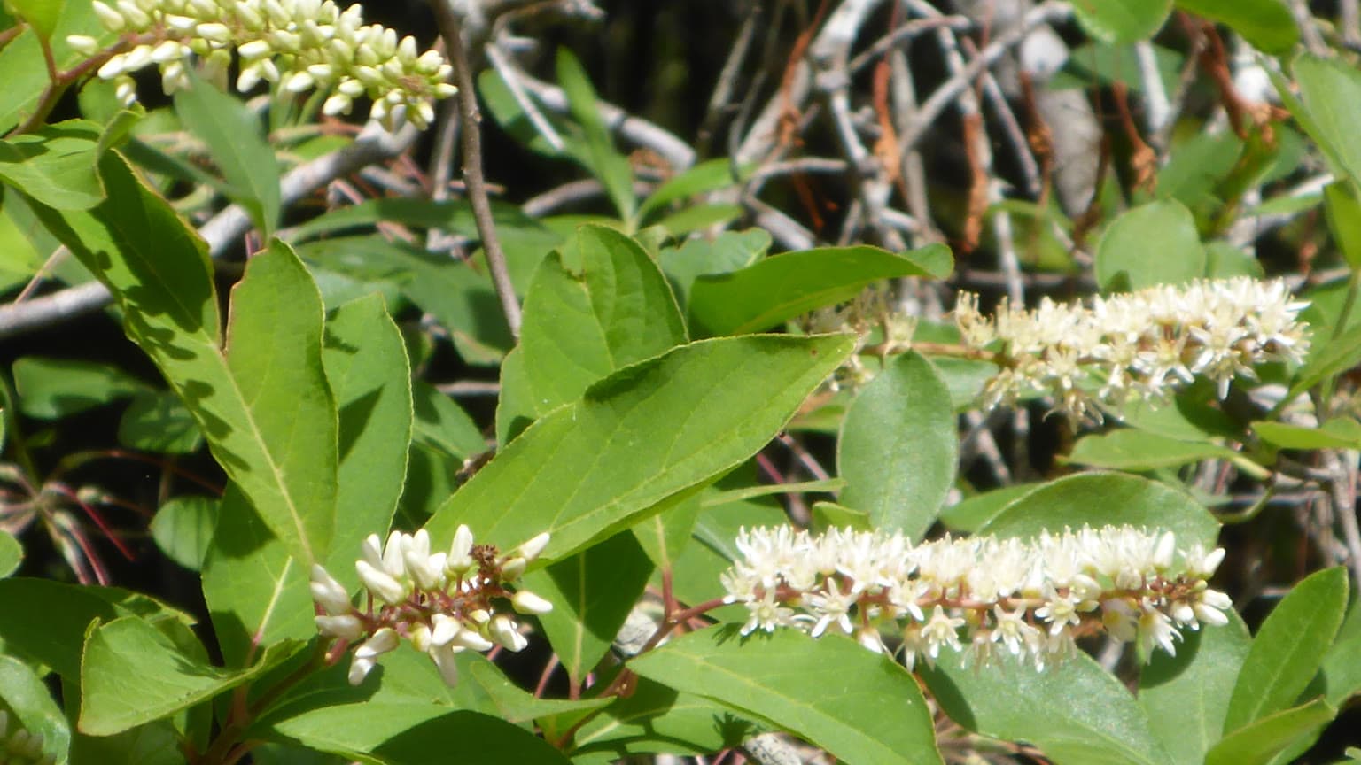Virginia sweetspire branch with white bottlebrush flower spikes among glossy green leaves