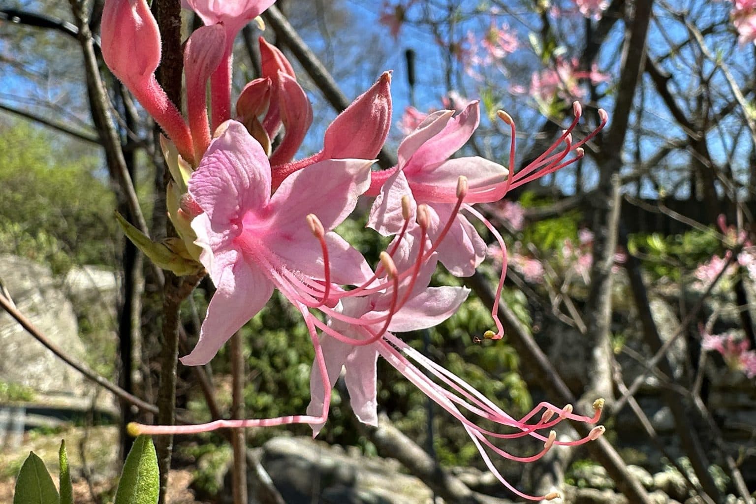 Pink piedmont azalea flowers with long stamens