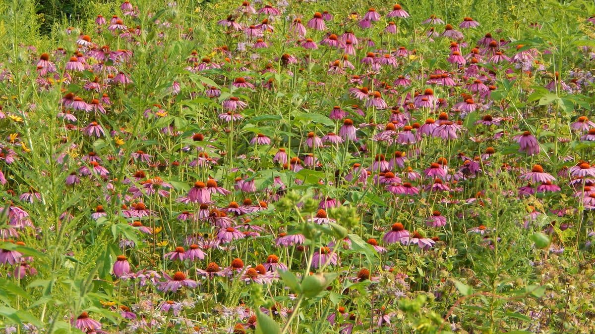 A meadow full of purple coneflowers