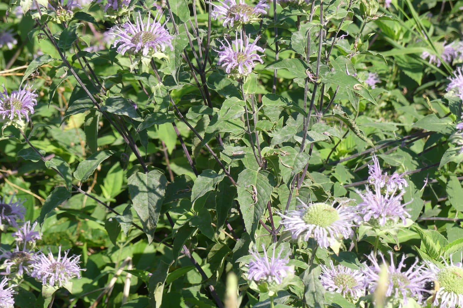 Lavender bee balm flowers on a leafy clump