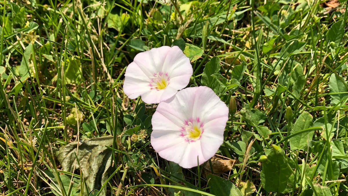 Two pale pink-white bindweed flowers in grass